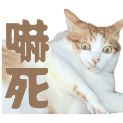 雞皮蛋2