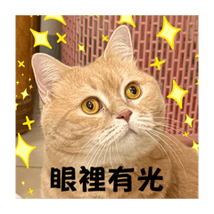 我家貓咪超可愛5