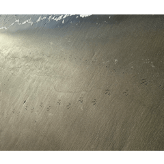 Cute footprints and natural scenery