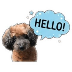 Marin the Toy Poodle