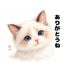 Soft Ragdoll Cat  Cute Daily Stickers