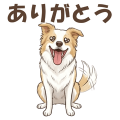 Border Collie Toi-kun