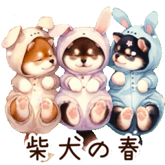 動く春っぽい柴犬✿.•