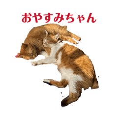 Koko_20260308150458