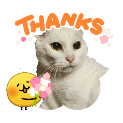 Shironeko Ku-chan's Diary