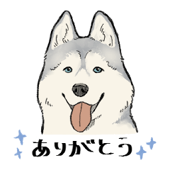 Talking Husky