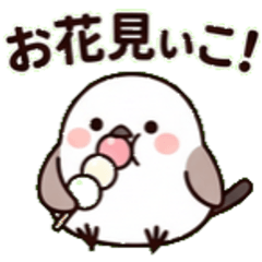 雪之妖精「銀喉長尾山雀」的春天