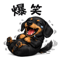 Black Miniature Dachshund Stickers 3