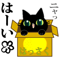 Small, obliging, black cat 8(revised)