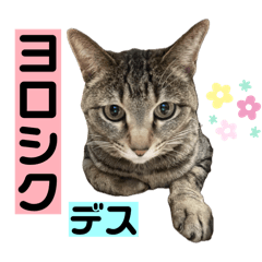 Kinaco_20260307222009