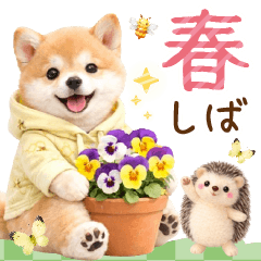 癒やし柴犬で春の日常スタンプ