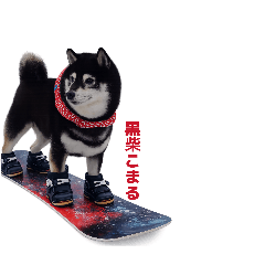 kuroshiba_komaru_20260308081200