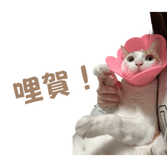 麻吉小豬寶