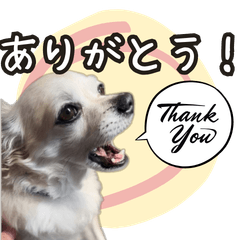 Our Precious Chihuahua0417