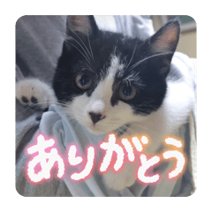 Gong on_20260308233451