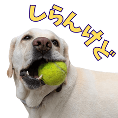 Labrador from a shelter4(Kansai dialect)