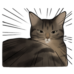 Lazy Kijitora Cat: Daily Life