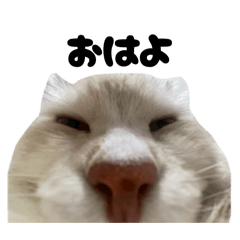 Watashi no Oshinekosama