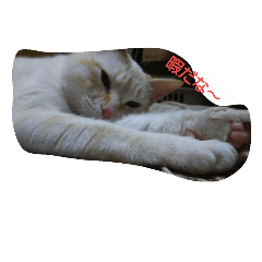 shogoyurina06250822