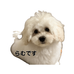 ramm921_20260309180309