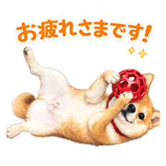 Chachamaru Says!