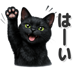 A black cat you can use every day!