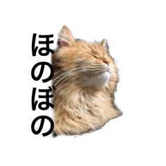 mantikan cat baron