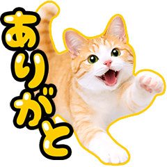 はっぴー茶白さん♪よく使う言葉スタンプ