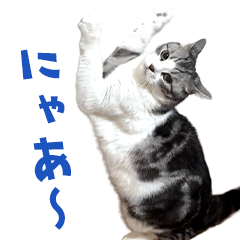 Shy & Sweet Kitty Stickers