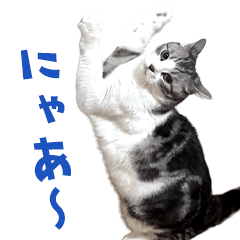 Shy & Sweet Kitty Stickers