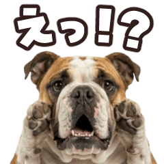 動く！ブルドッグ