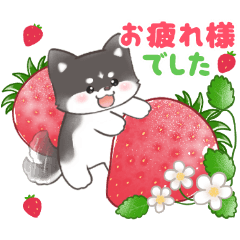 ハスキー犬の春スタンプ✿