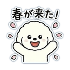 Fluffy Bichon Frise: Spring Greetings