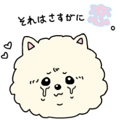 【彼氏彼女へ】恋するポメラニアン