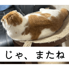 asuka_20260309215007