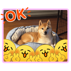 sora_life1