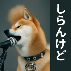 Jump out! Call me Shibaken