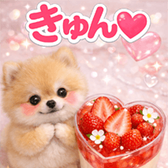 Pomeranian in sweets p