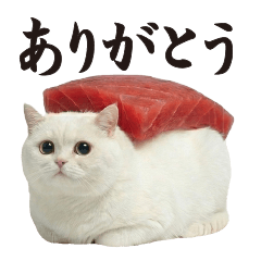 Sushi Cat (Standard)