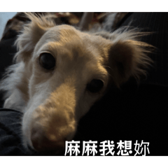 辣妹、柴油、尿素、引擎蓋