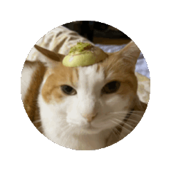 kitachan_20260311004109