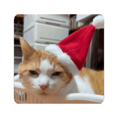 kitachan_20260311004150