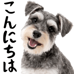 Schnauzer dogs are active