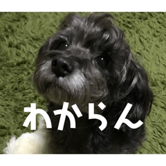 inuinu_20260310200646