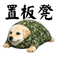 我的刀盾 但是拉不拉多 迷彩篇