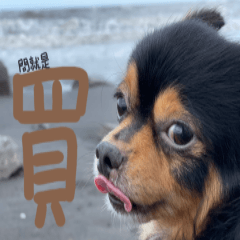 球球有話要說欸