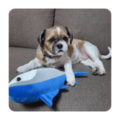 dogdog_20260310143656