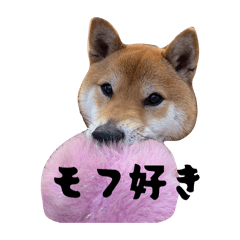 Hachi_20260310163129