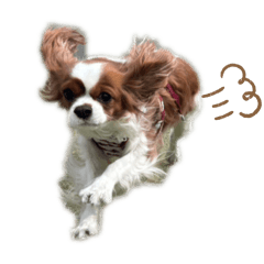 inu_kawaii_20260310230102