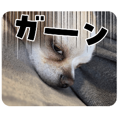 mugi_20260310185508